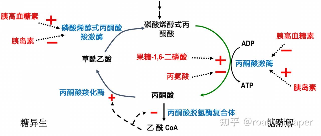生化与分子生物学——代谢篇之糖代谢 - 知乎