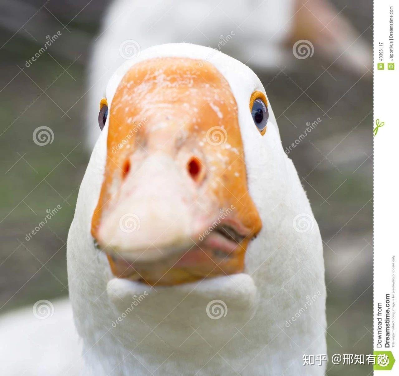 智慧的父母,在孩子的成长过程中,渐渐变成那只叫"莫顿"的鹅. - 知乎