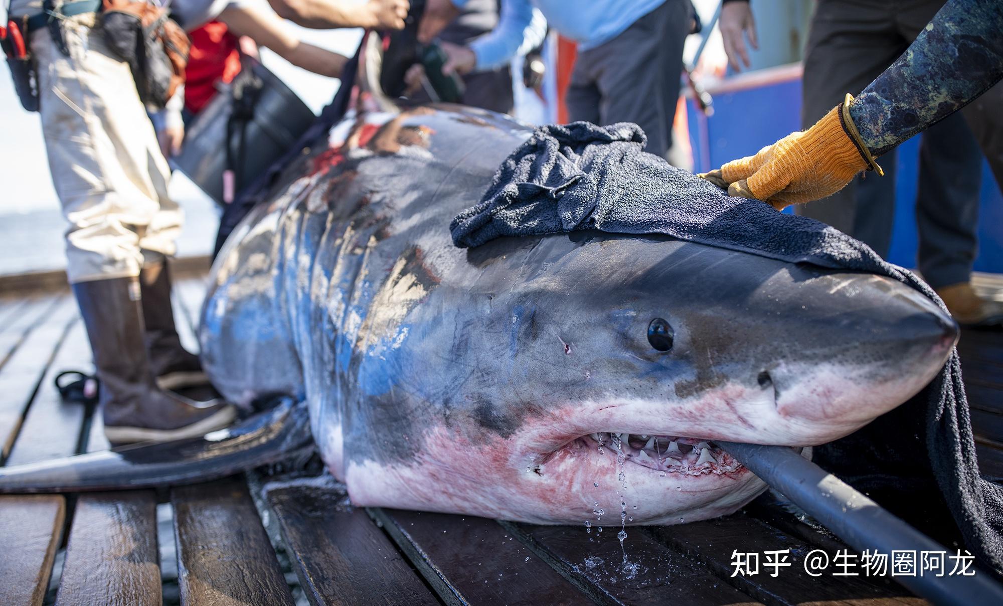 7具鲨鱼尸体惊现南非海滩尸体伤口奇特是谁杀死了大白鲨