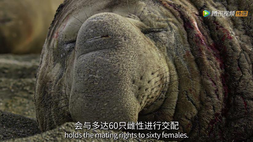 99分被bbc这部纪录片美哭了