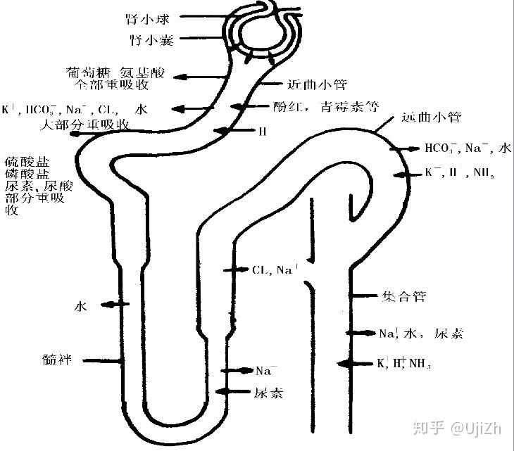 肾小管和集合管重吸收物质进去细胞的方式是什么