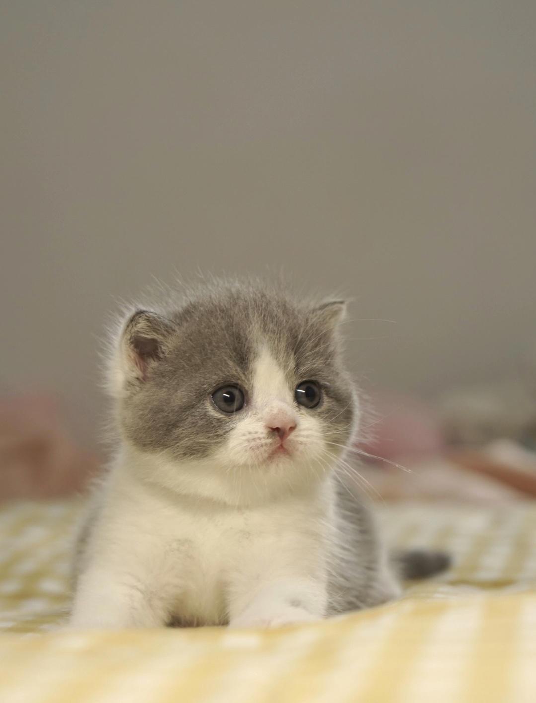 新手养猫攻略|第一次养猫要注意什么?养猫需要准备什么东西?选布偶猫还是英短蓝猫?有哪些养猫注意事项? - 知乎