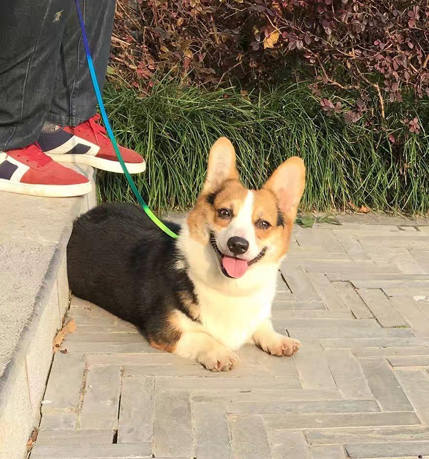 我这只柯基品相是不是不大对?