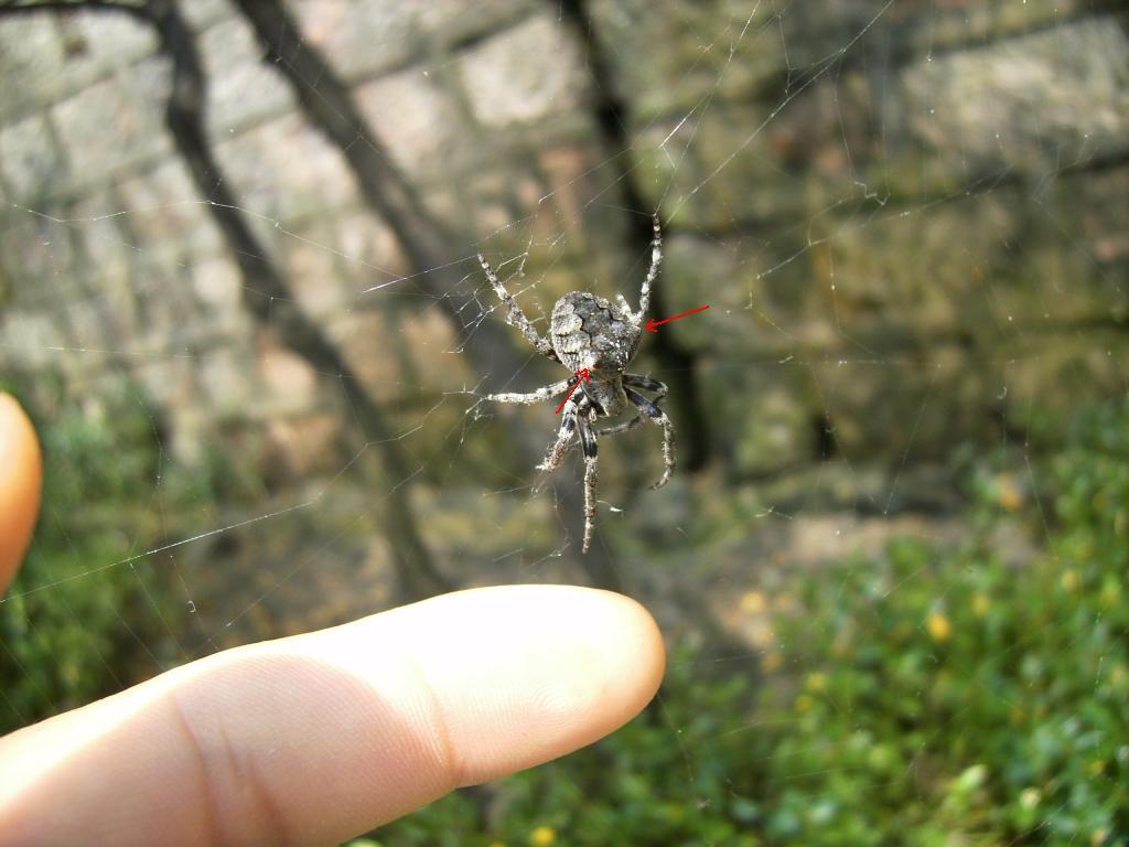 请问这两种都是大腹园蛛么? - 知乎