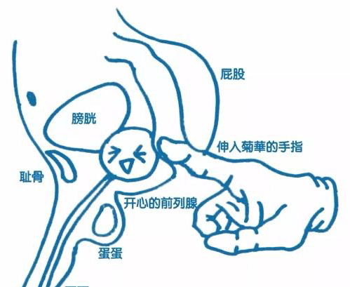 爱上前列腺高潮我还是直男吗