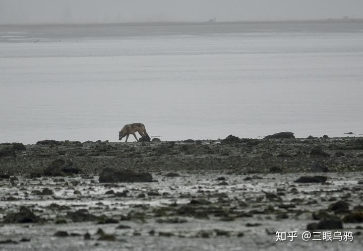 如果将 20 只狼和 500 只鹿放进同一孤岛，最后谁能活下来？