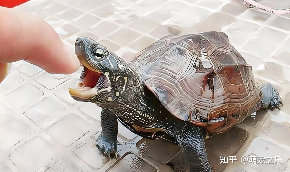乌龟咬人,小意外中的大警示 - 知乎