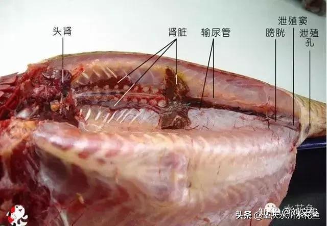 淡水鱼类有没有解剖图