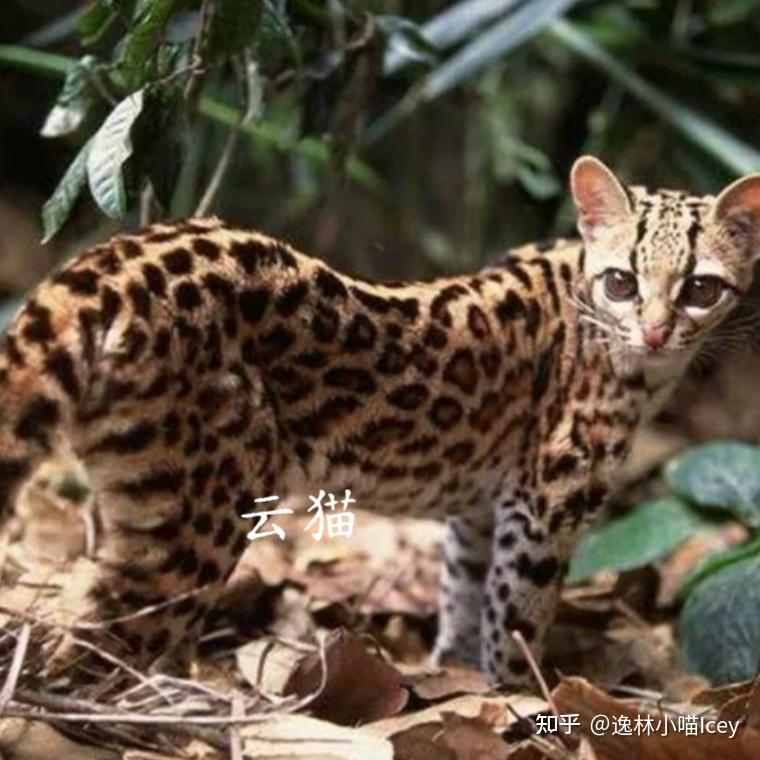 中国本土十大“名猫”大揭秘:你认识几种呢? - 知乎