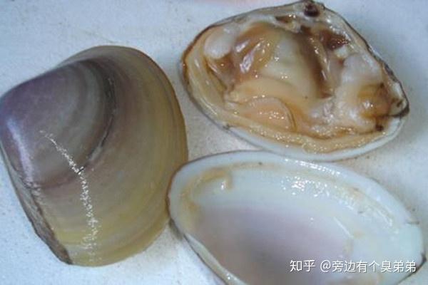 长乐漳港海蚌 - 知乎