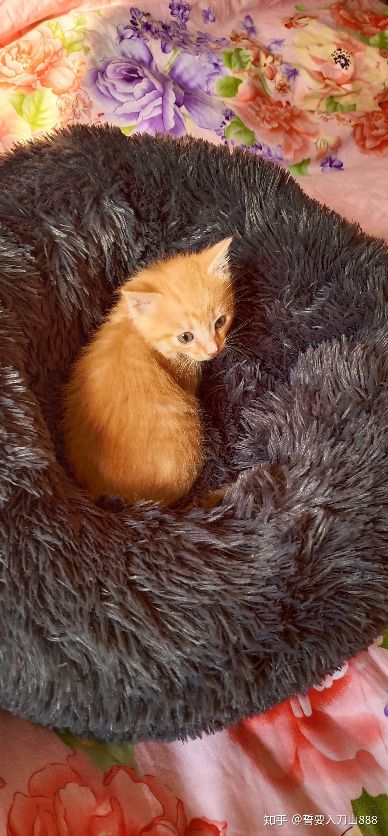 一个月大的小橘猫该怎么养? - 知乎