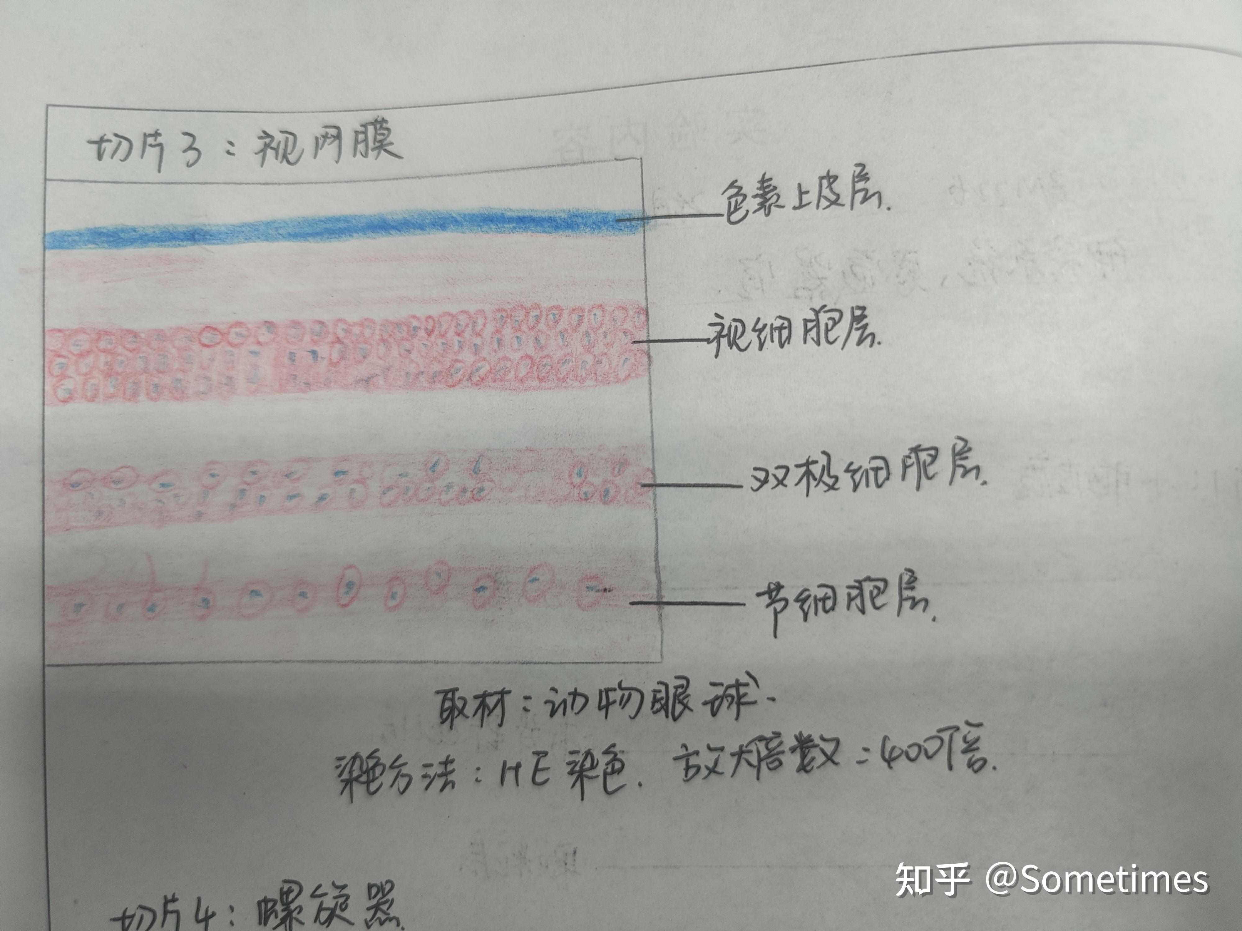 卵巢切片睪丸切片腎臟切片動物肝臟(肝小葉)肺呼吸部動物淋巴結動靜脈