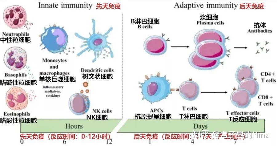 内部资料曝光:芳疗师赶紧收藏这套硬核知识!精油增强免疫的文献资料 [