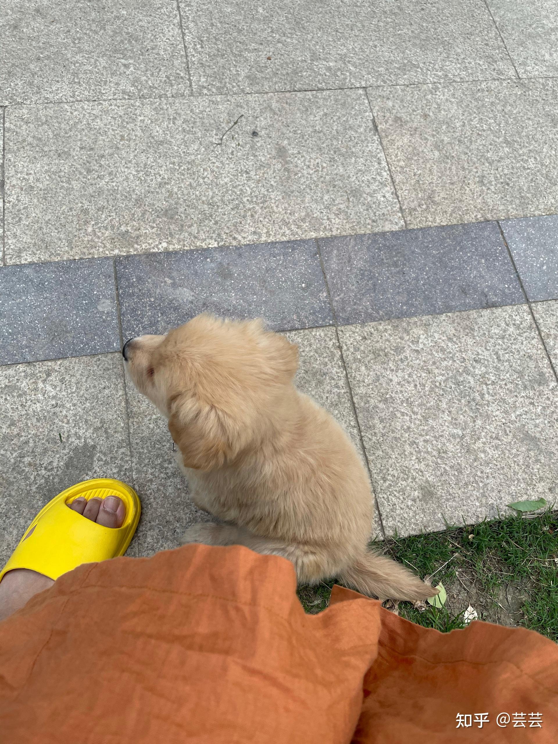 狗狗驼背怎么办呢? - 知乎