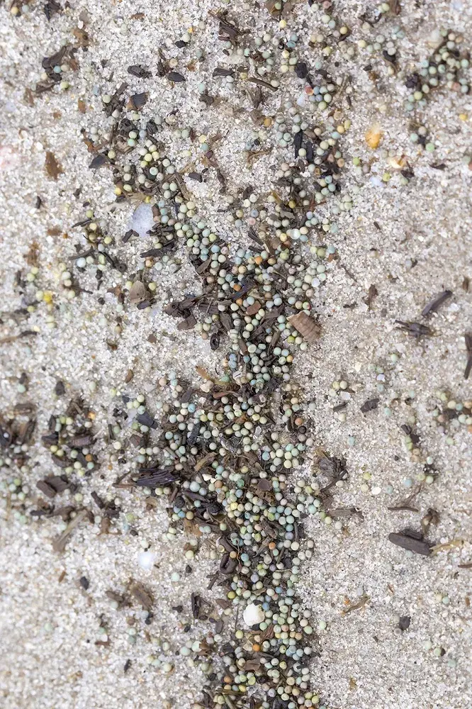 特拉华湾的居民早就察觉到,每当鲎登陆产卵的时节,近海的鱼群也出现得