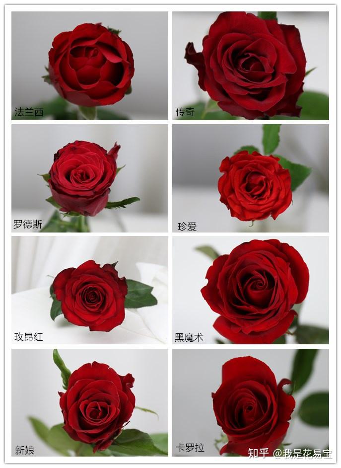 红色玫瑰怎么玩怎么流行怎么来