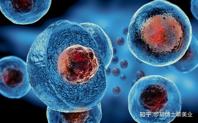 四,羊膜间充质干细胞特性