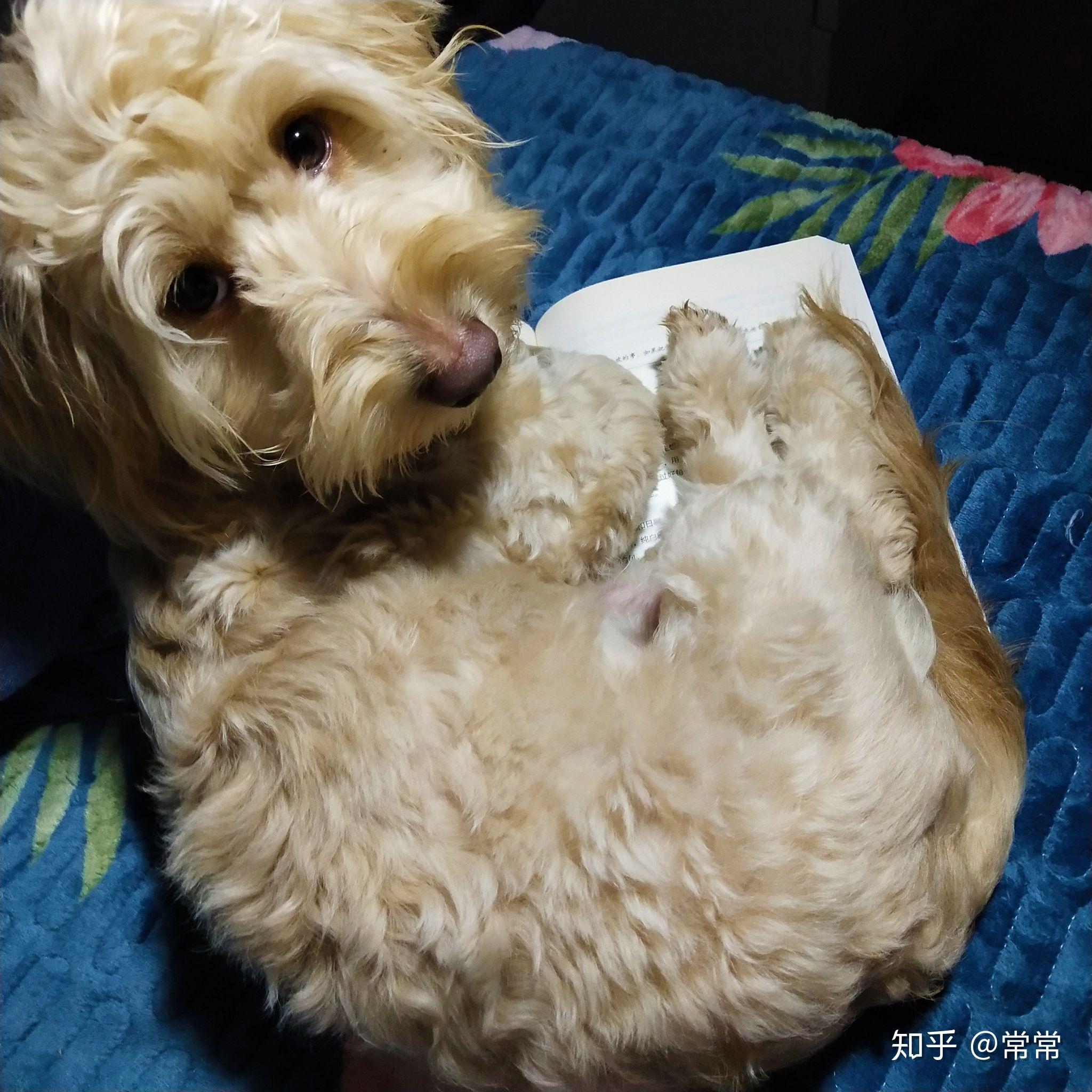 买了一只金毛和泰迪的串很可爱但是不知道长大会成什么样呢大家身边有