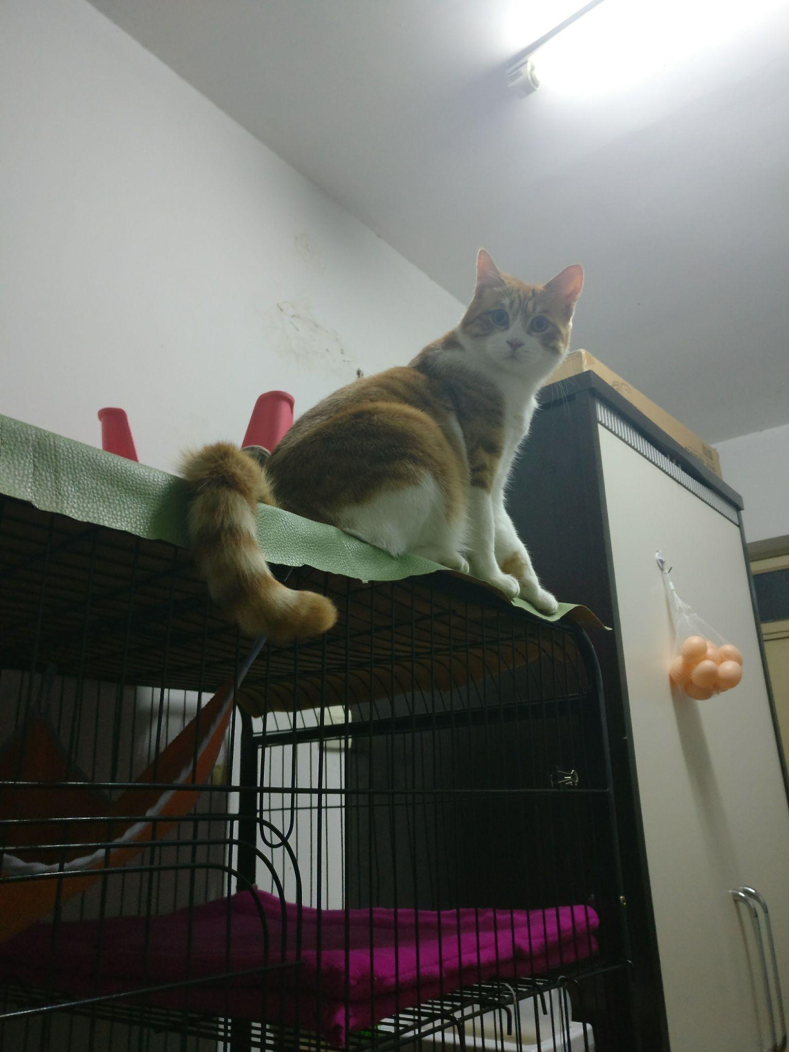 幼猫猫粮什么牌子的好,不想在淘宝买,什么购买