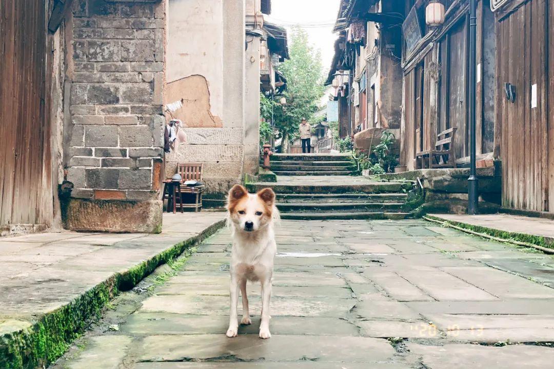 不是乌镇西塘!它才是最美的江南水乡,鲁迅都偏爱,还是国内最上头的城市