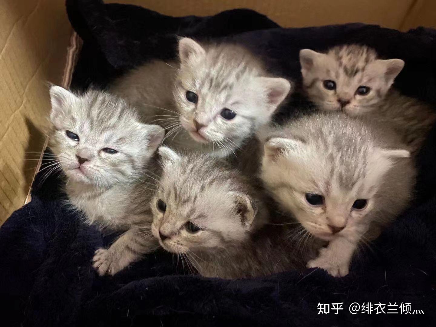 暹罗和银渐层交配生的小猫会好看吗