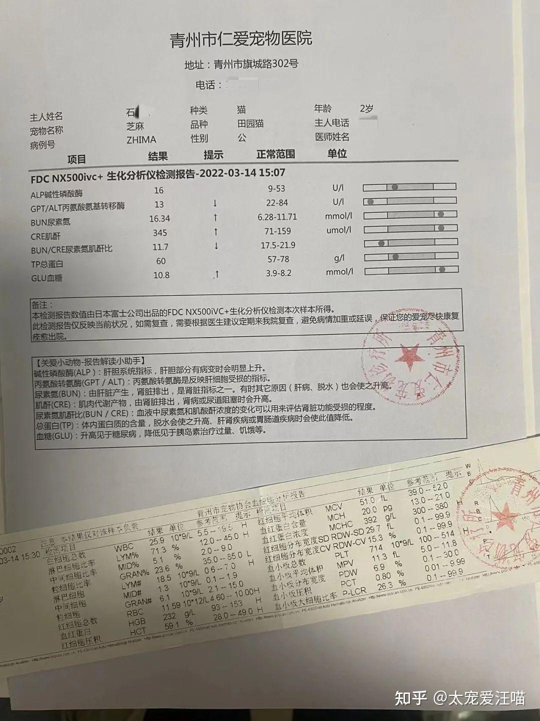 肠梗阻丨太宠爱理赔案例山东青州仁爱宠物医院