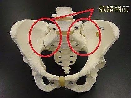 第一讲总论 骨盆肌骨解剖学——重要的髂骨 骨盆肌骨解剖学——耻骨