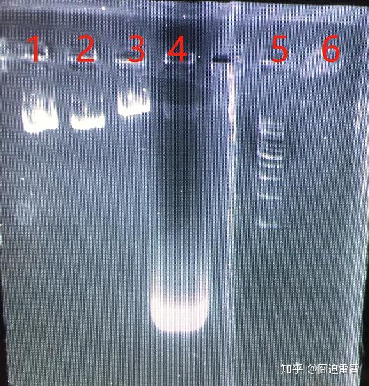 pcr电泳图详细分析图片