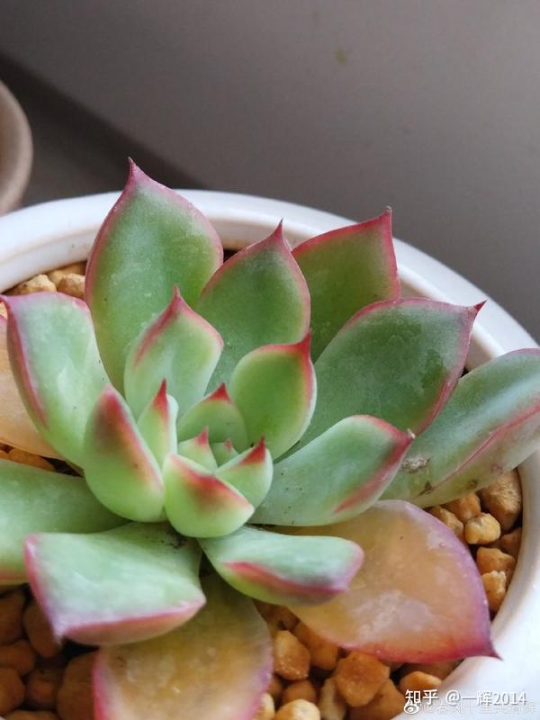 聊一聊奇特的多肉植物 知乎