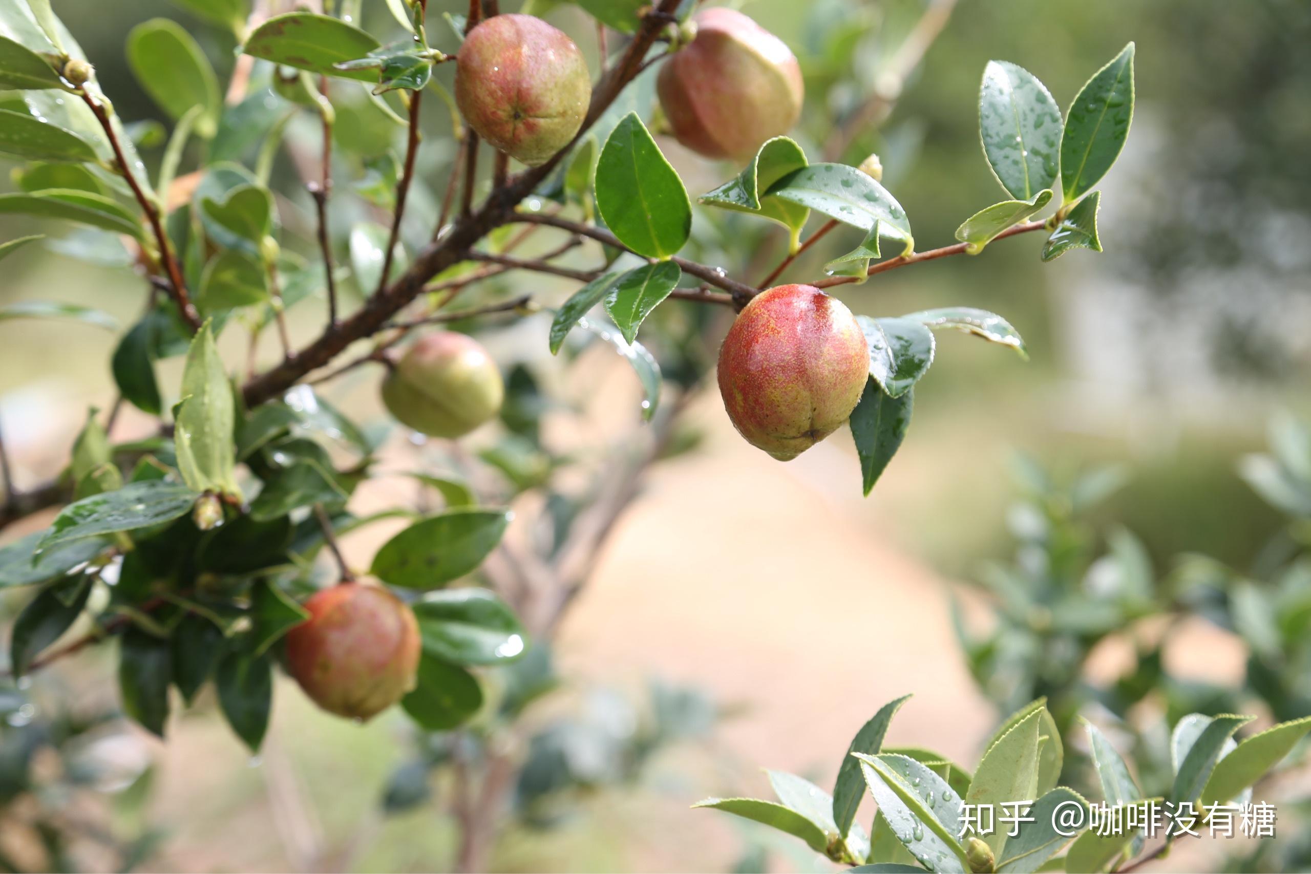 4招教你辨别真假野生茶籽油