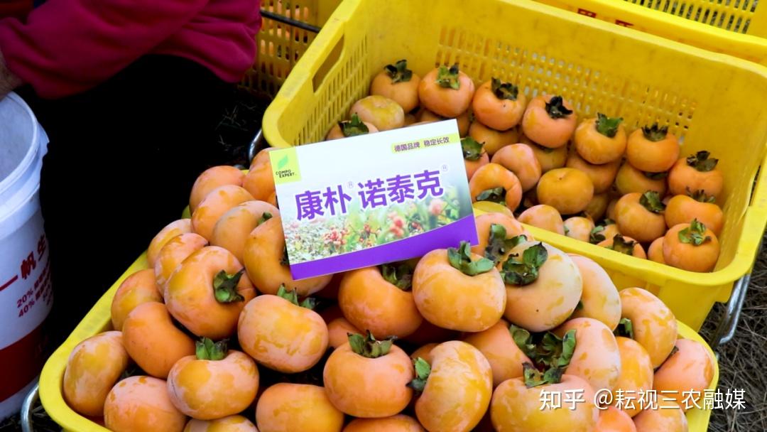 柿柿如意贺丰年 - 知乎
