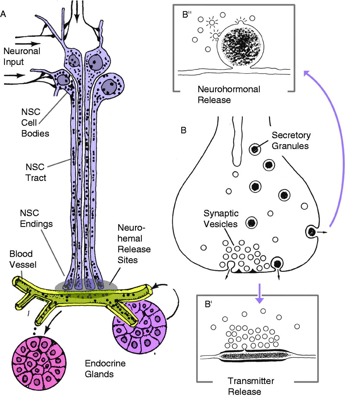 圖說內分泌系統endocrinesystem無脊椎動物