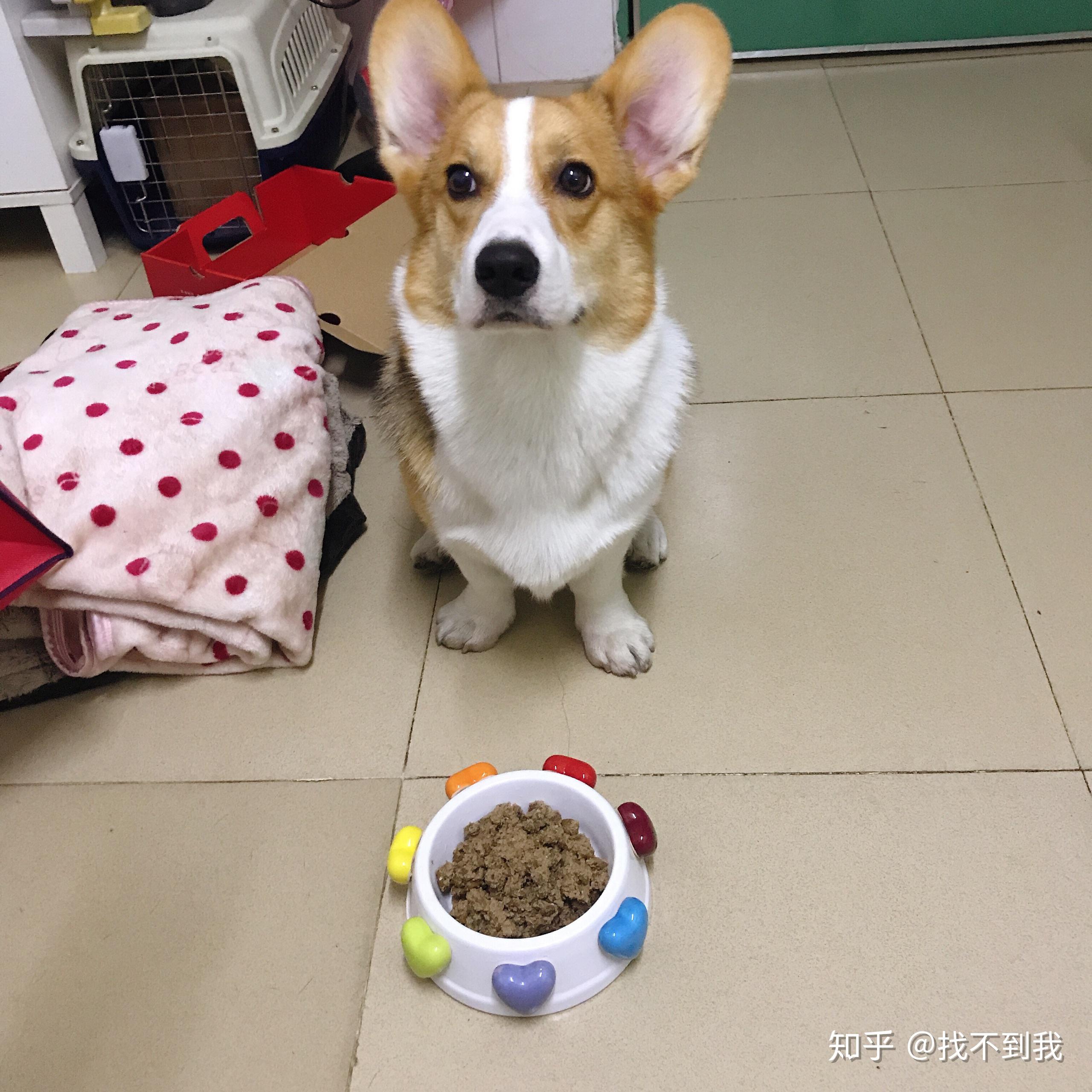 我家柯基宝宝一个多月,脸花色有点阴阳脸,换毛后会好点吗?