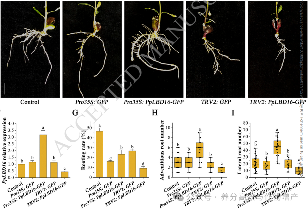 【Plant Physiol.】研究揭示植物侧根形成调控新机制 - 知乎