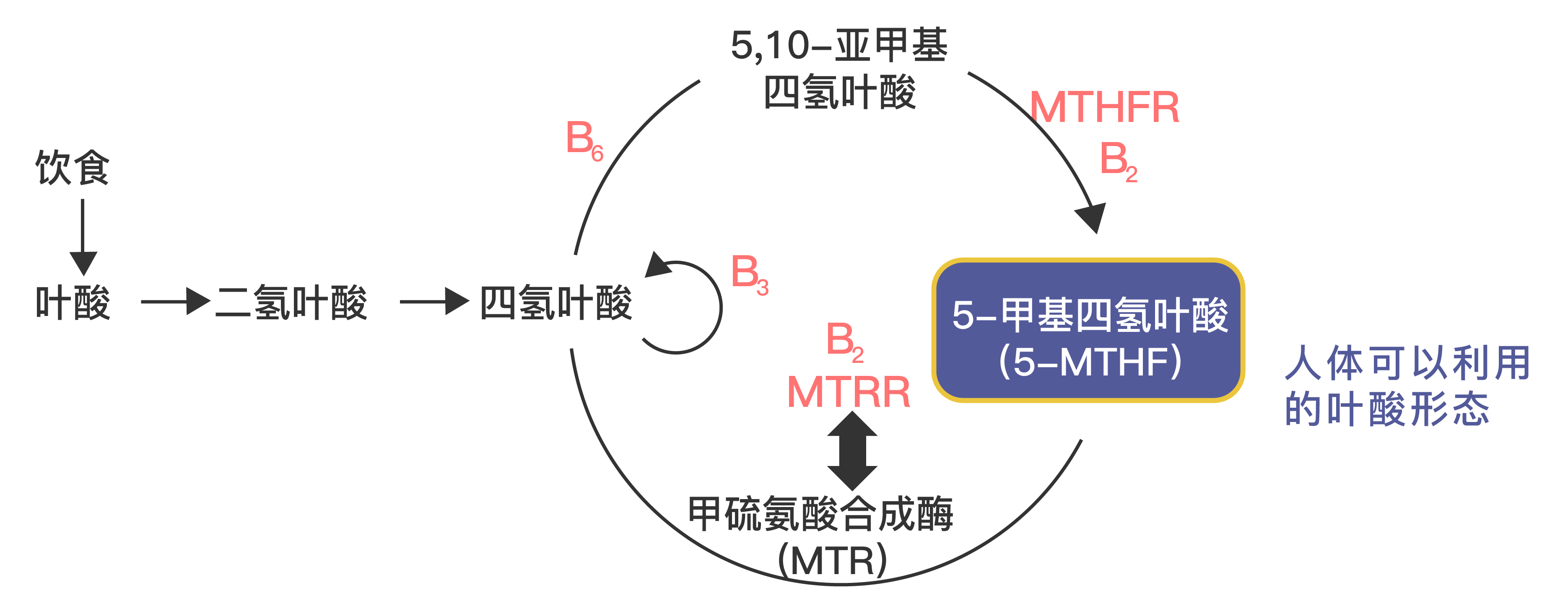 报告解读 | 叶酸代谢障碍?吸收不了?别慌,权威解答来了! - 知乎