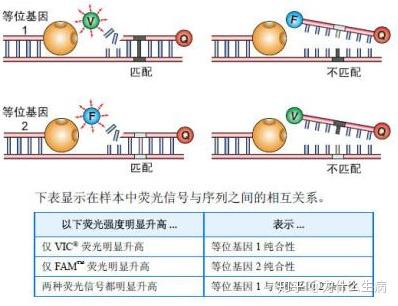 荧光pcr原理_荧光定量pcr步骤原理_实时荧光定量pcr原理和实验