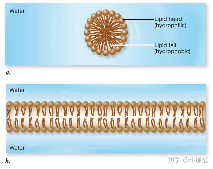 细胞中包裹油滴的膜其磷脂分子为双层还是单层? 