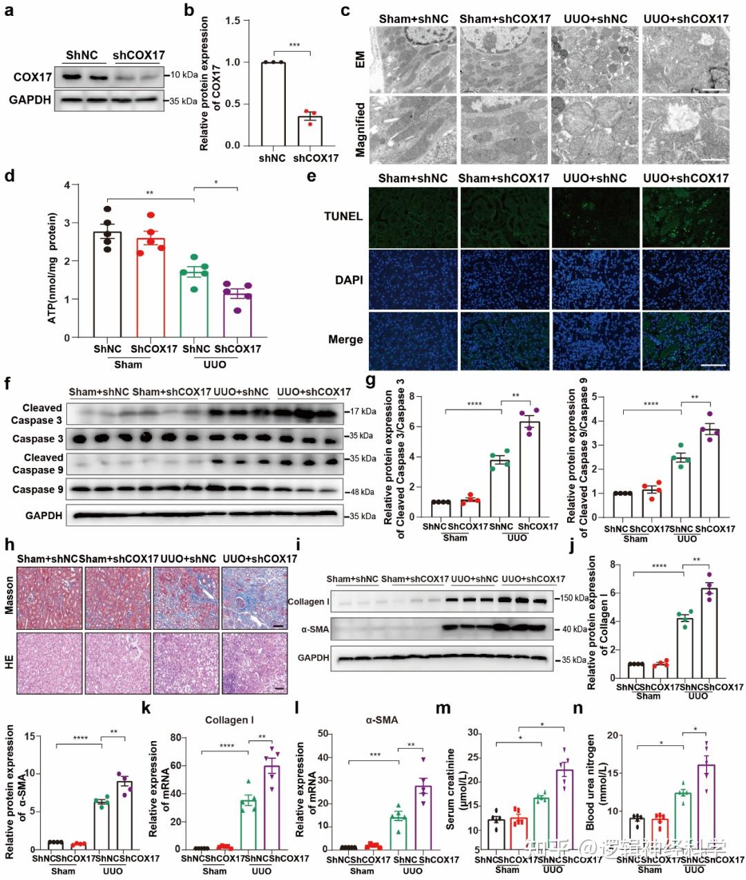 APS︱同济大学附属同济医院余晨团队揭秘线粒体内铜过载对肾脏纤维化的作用及调控机制 - 知乎
