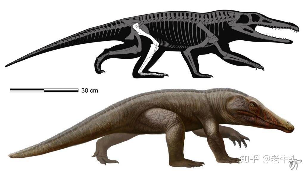 古生物新闻(2022年11月7日-11月20日) - 知乎
