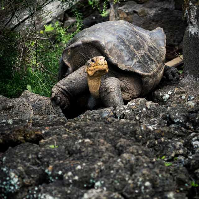 在已知领域，人类肯定了龟的寿命，那么，为什么还叫「龟孙」呢？