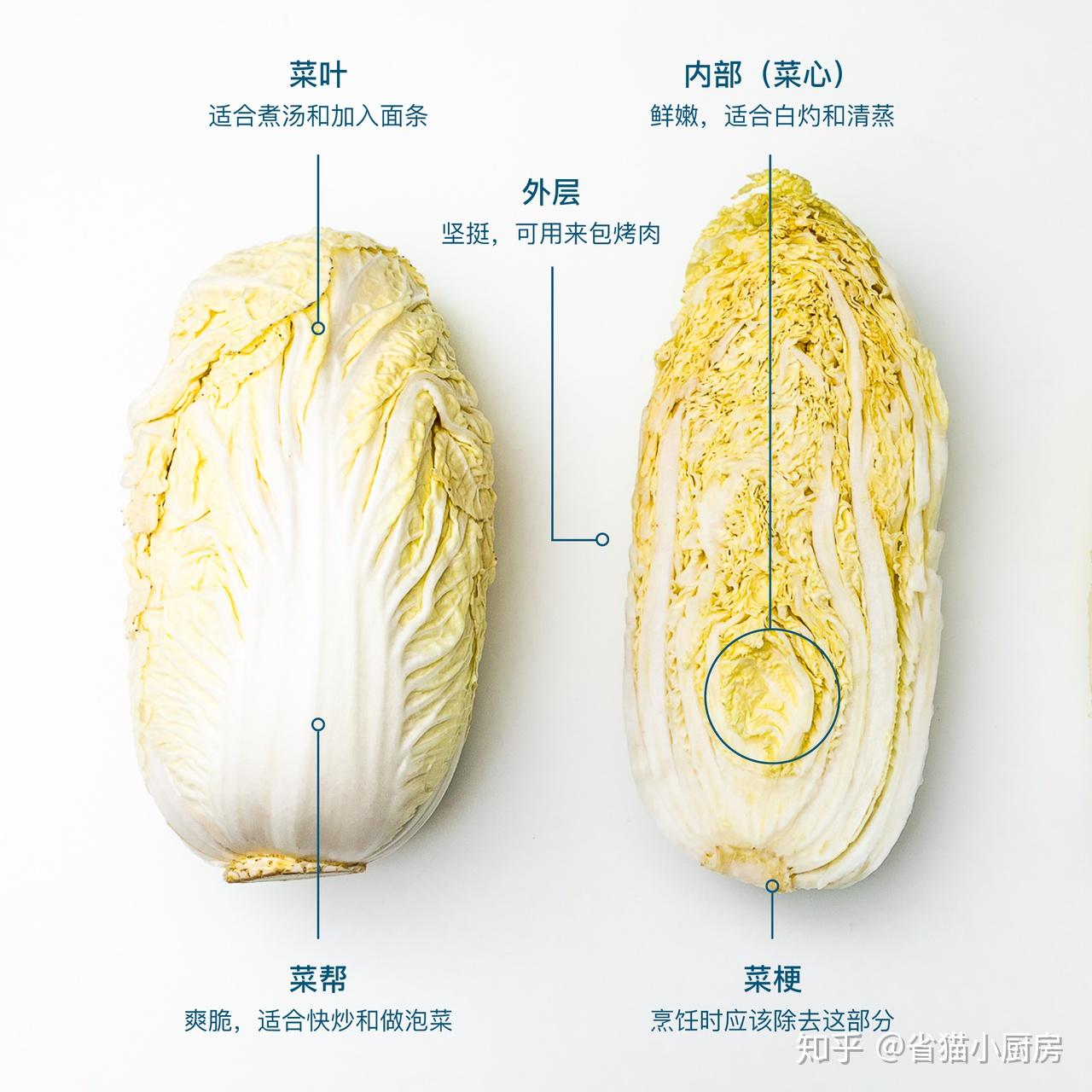 白菜种子的结构示意图图片