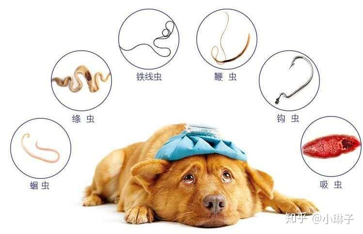 狗狗驱虫多久一次定期驱虫健康无忧
