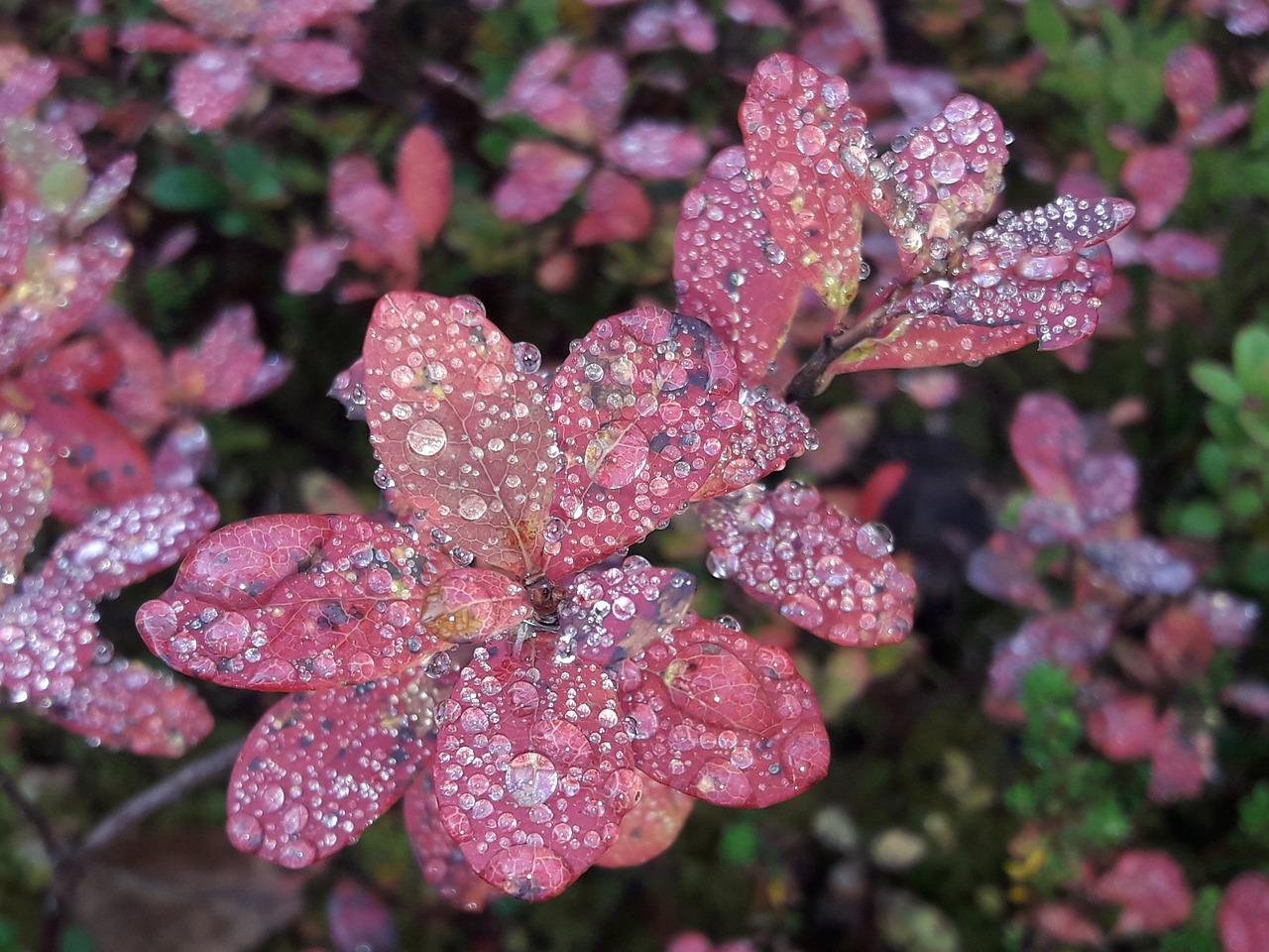 2. 叶子命名规则