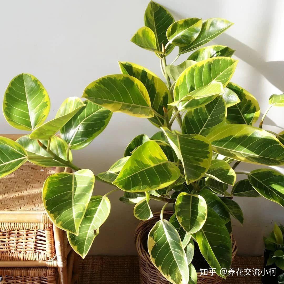 8大迷人的橡皮树品种,好看耐养,水培或土培扦插都能轻松繁殖 - 知乎