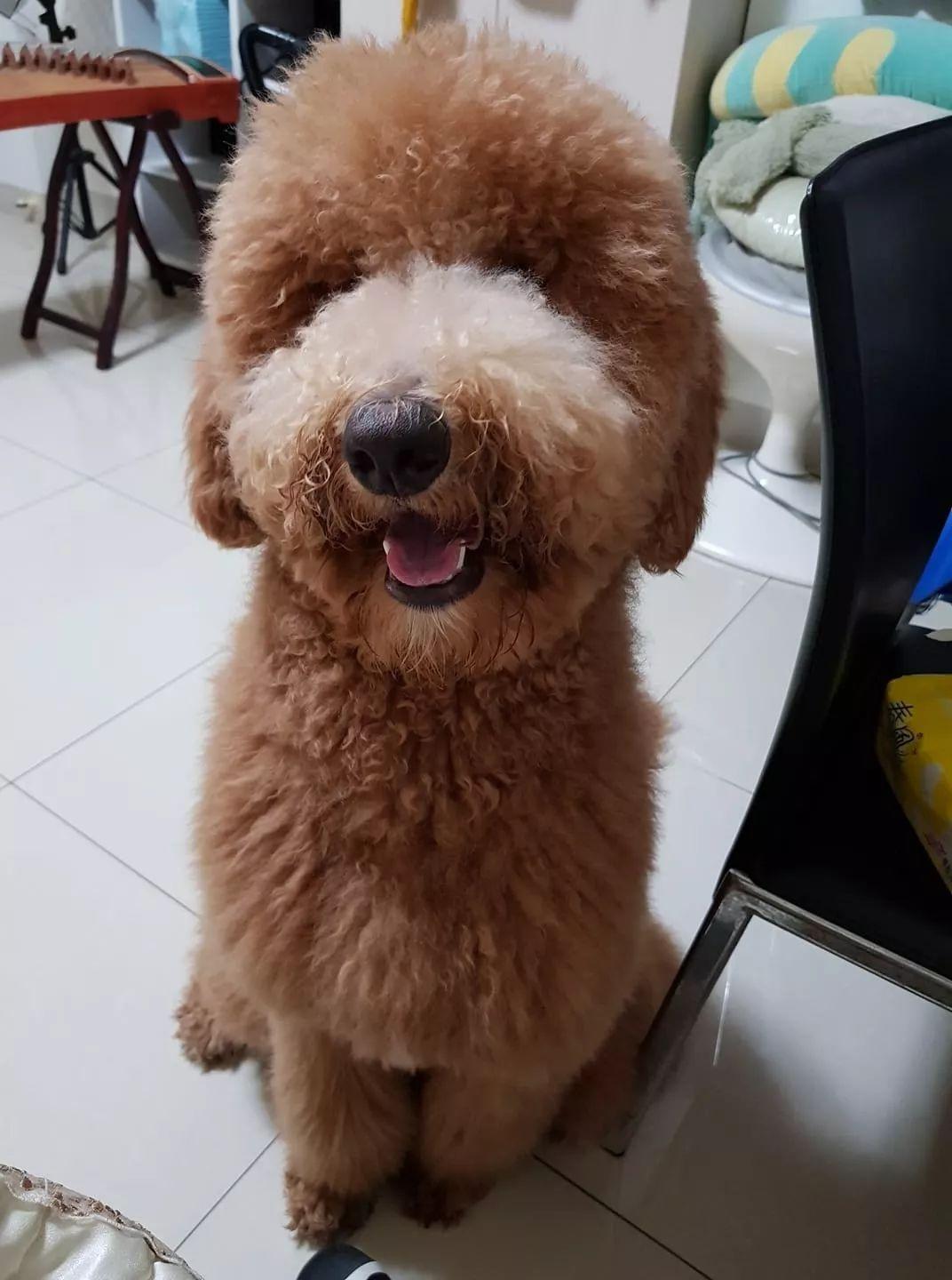 巨贵闻着香味跑去厨房偷吃结果差点把铲屎官吓到了