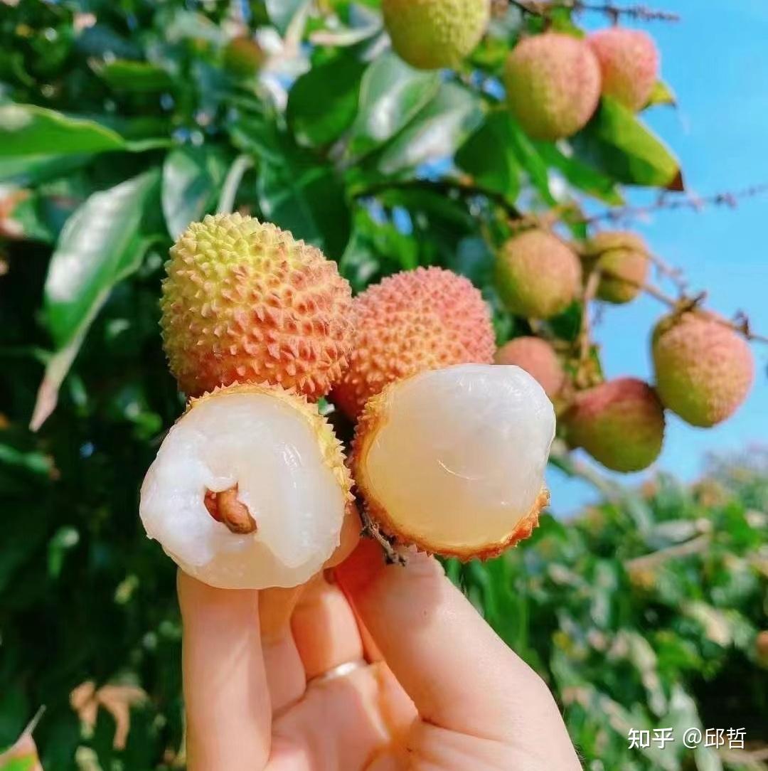 荔枝的品种、区别、挑选、食用、注意事项及保鲜方法 - 知乎