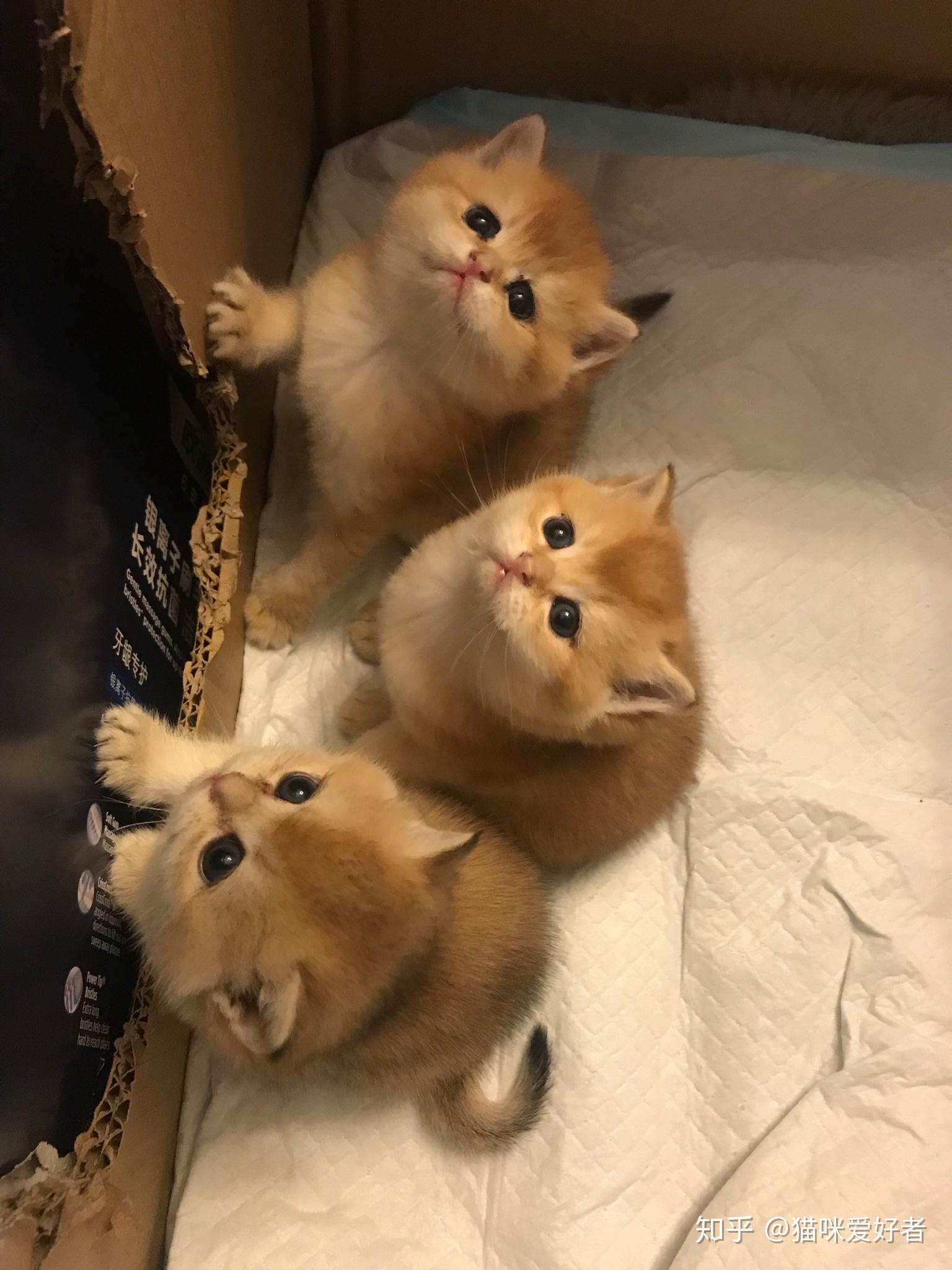 求如何鉴别金渐层和橘猫or其他黄猫