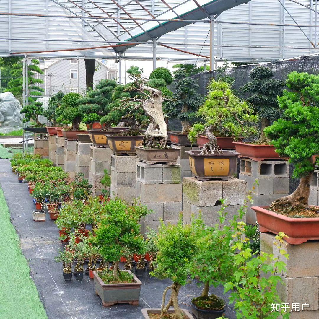 上海哪个花卉市场有卖日本盆景?