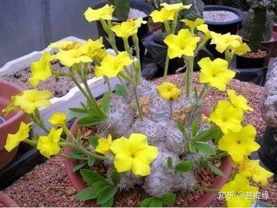 天价!天价!名贵植物排行,令人大开眼界-名贵植物图片