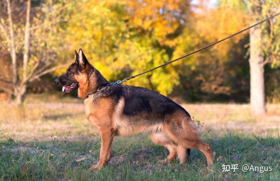 为什么警犬基本上都是德国牧羊犬